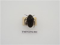 藏品(絨毛陷紋金龜)的圖片